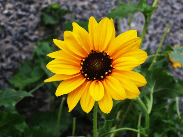 mooie zonnebloem in een zonnebloemveld