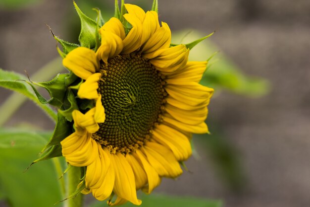 Mooie zonnebloem in het veld