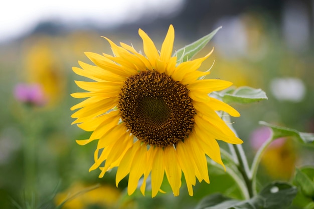 mooie zonnebloem in het veld