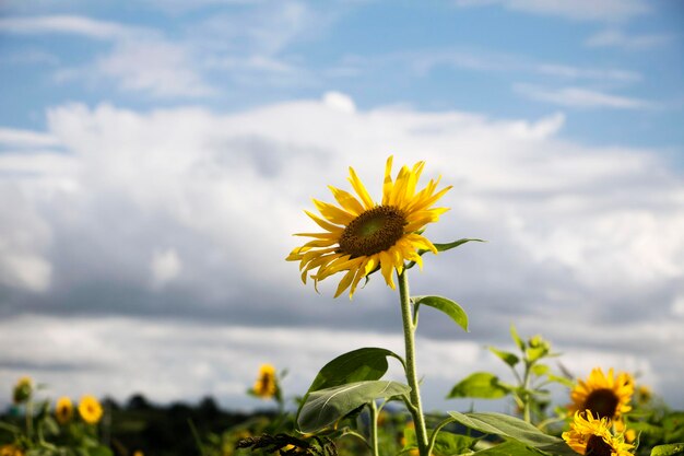 mooie zonnebloem in het veld