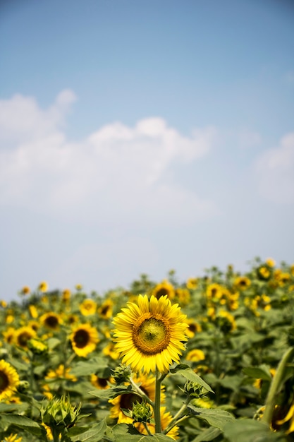 Mooie zonnebloem in het veld