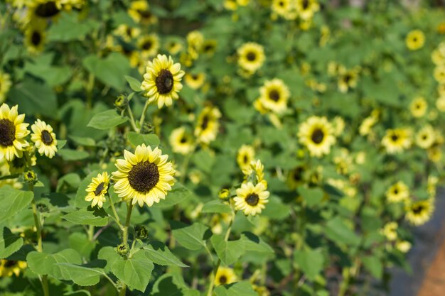 Mooie zonnebloem in het veld.