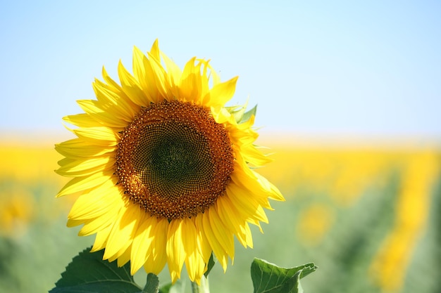 Mooie zonnebloem in veld