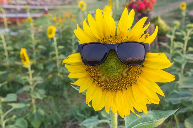 Mooie Zonnebloem met zonnebril zwart van zonlicht en in de tuin.