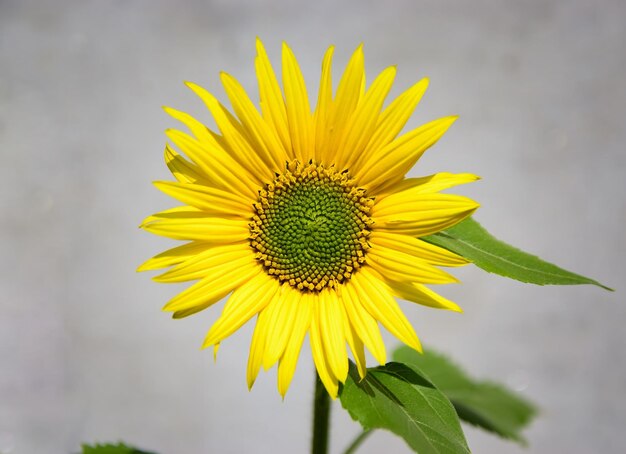 Foto mooie zonnebloem op betonnen asgrijze achtergrond en zonnige dag zonnebloempapier close-up