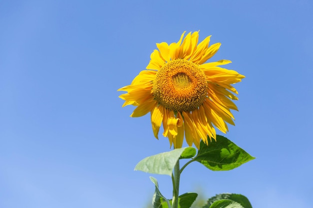 Mooie zonnebloem op de blauwe hemelachtergrond