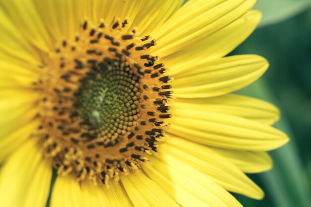 Mooie zonnebloem op een natuurgebied Zonnebloempeld bloeit in de zomer