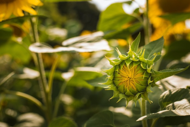 Mooie zonnebloem op een zonnige dag met een natuurlijke achtergrond Selectieve focus Foto van hoge kwaliteit