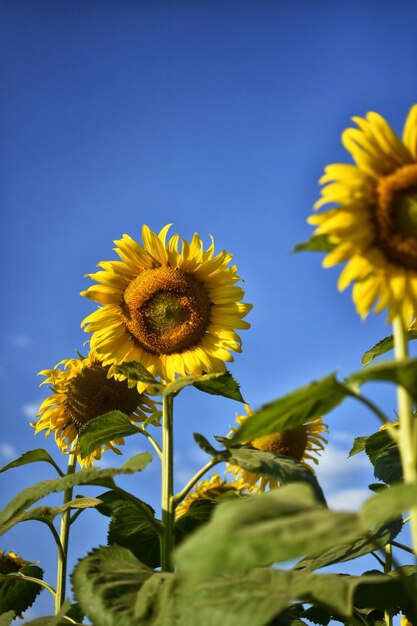 Foto mooie zonnebloem op een zonnige dag met een natuurlijke achtergrond