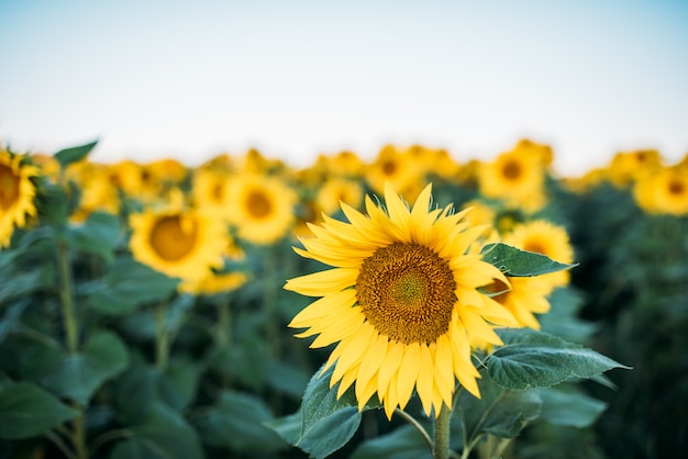 Mooie zonnebloem veld