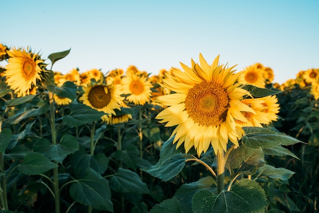 Mooie zonnebloem veld