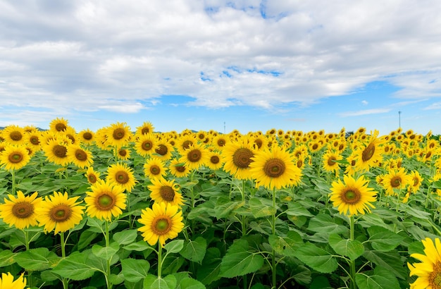 Mooie zonnebloembloem die op zonnebloemengebied bloeien