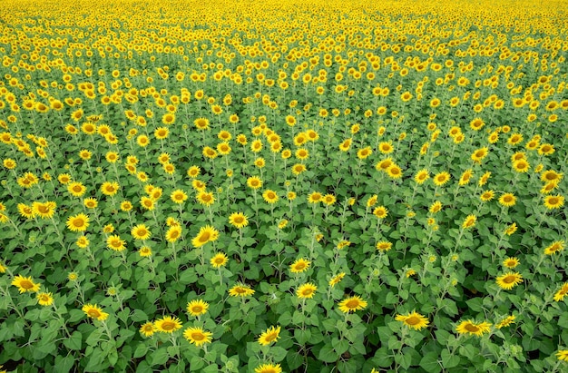 Mooie zonnebloembloem die op zonnebloemengebied bloeien