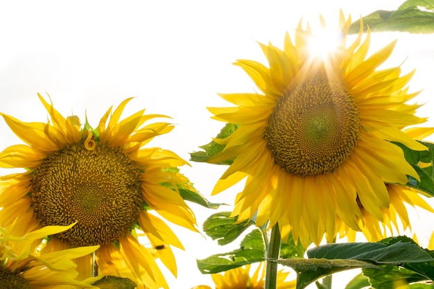 Mooie zonnebloemclose-up in het licht van de ondergaande zon Delen van een bloeiende zonnebloembloem Groeiende bloemen op industriële schaal voor de productie van olie en diervoeder