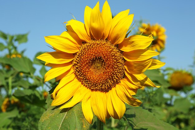 Mooie zonnebloemclose-up