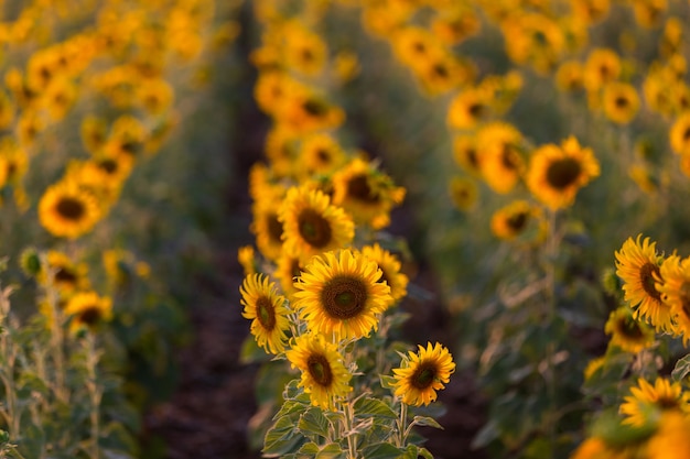 Mooie zonnebloemen in de lentegebied