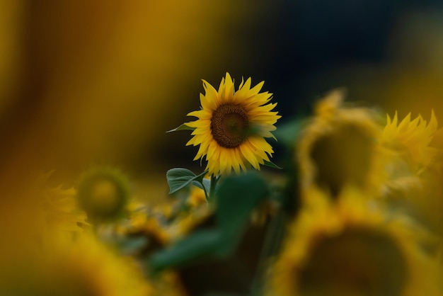 Mooie zonnebloemen in het veld bij zonsondergang selectieve focus