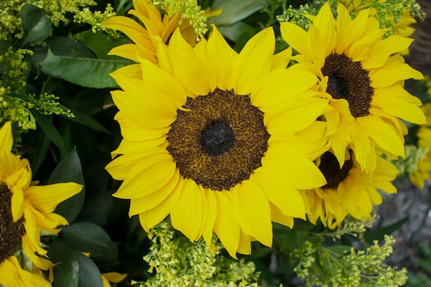 Mooie zonnebloemen met veel bloemblaadjes en bladeren