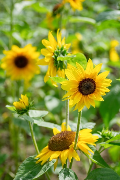 Foto mooie zonnebloemen op een zomerdag verticaal gewas close up