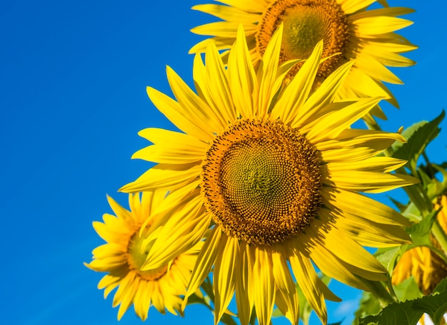 Mooie zonnebloemen op landelijk boerenveld onder de blauwe hemel