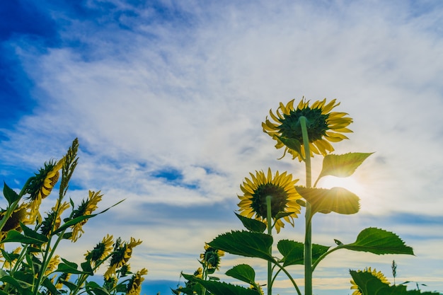 Foto mooie zonnebloemen tegen de hemel