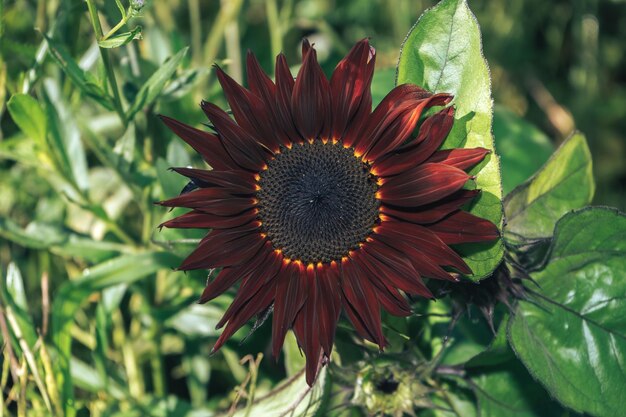 Foto mooie zonnebloemrode zon op een natuur achtergrond zonnebloemenveld bloeit in de zomer