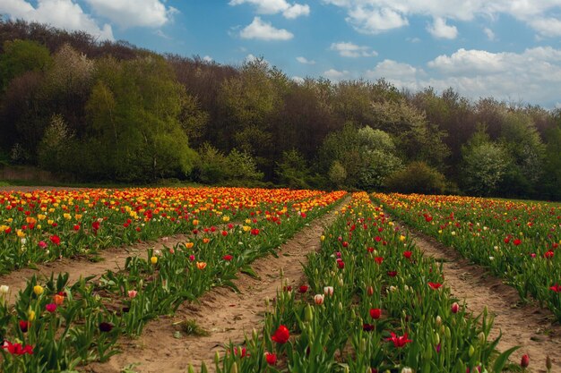 Foto mooie zonsondergang op de tulpenvelden hoge kwaliteit foto