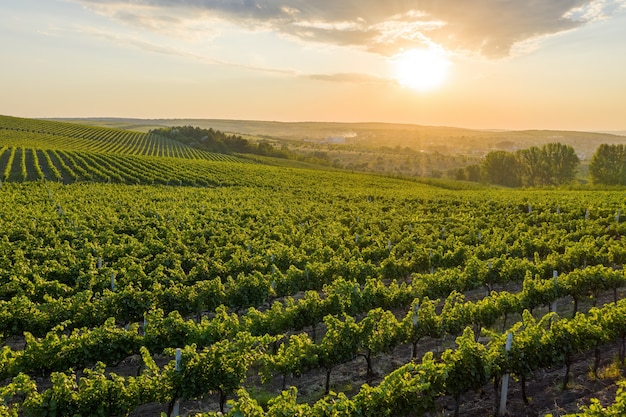 Mooie zonsondergang over groene heuvels met gecultiveerde wijnstokken cricova moldova