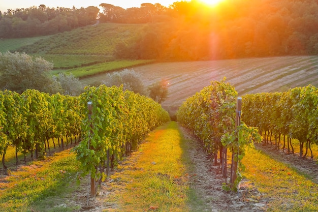 Mooie zonsopgang bij wijngaarden dichtbij Faenza, Italië.