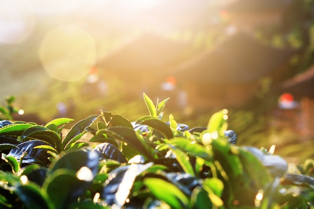 Mooie zonsopgang die op Theebladen in theeaanplantingen glanst op de berg in Thailand