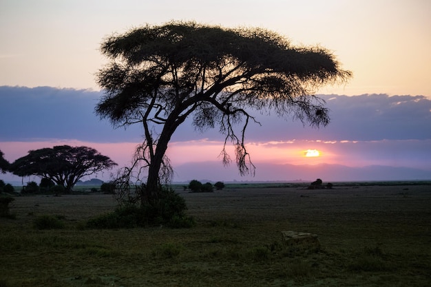 Mooie zonsopgang of zonsondergang in Afrikaanse savanne met acaciaboom Masai Mara nationaal park Kenia