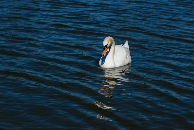 Mooie zwaan drijft op het meer