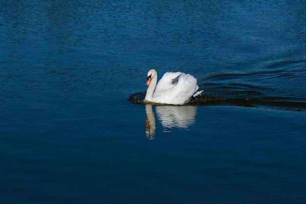 Mooie zwaan drijft op het meer