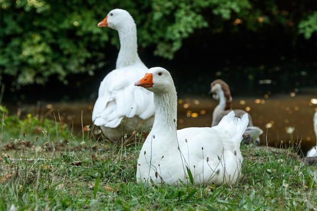 Mooie zwanen zitten op groen gras