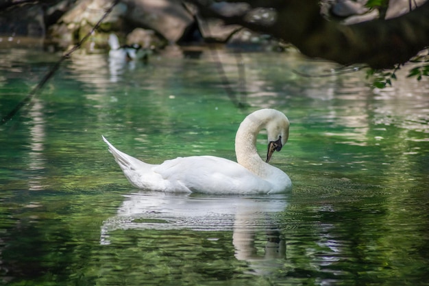 Mooie zwanenvogel drijft op de vijver of het bosmeer.