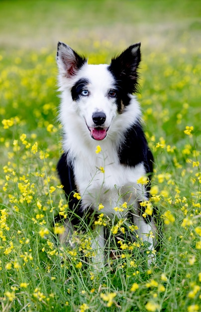 Mooie zwart-witte Border collie-hond