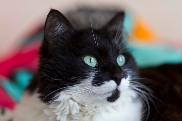 Mooie zwart-witte kat met groene ogen.