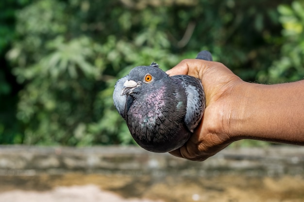 Mooie zwarte duif in de hand close-up met bokeh achtergrond