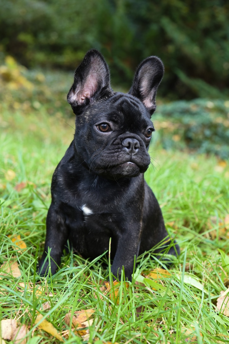 Foto mooie zwarte franse bulldog pup close-up op de natuur