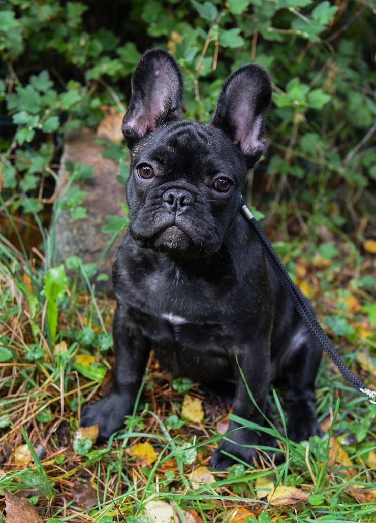 Foto mooie zwarte franse bulldog pup close-up op natuur herfst achtergrond