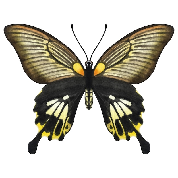 Mooie zwarte gele vlinder Handgetekende aquarel illustratie geïsoleerd op witte achtergrond