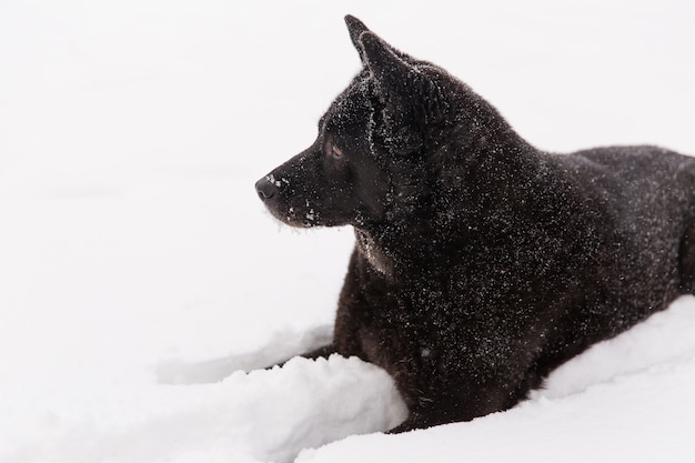 Mooie zwarte hond die op sneeuwgebied in de winterbos ligt