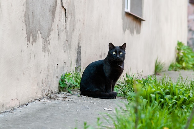 Mooie zwarte kat met groene ogen