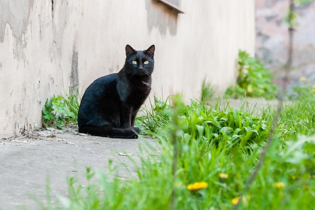 Mooie zwarte kat met groene ogen