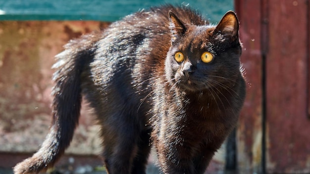 Mooie zwarte kat tomsk stad siberië. rusland.