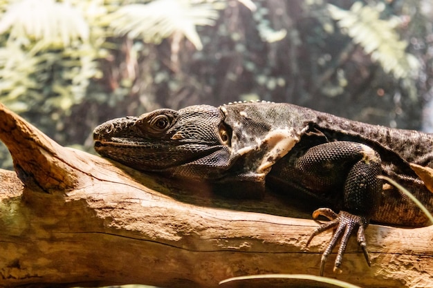 Mooie zwarte Mexicaanse drakenleguaan Wigmann Stenosura pectinaat zittend op een tak