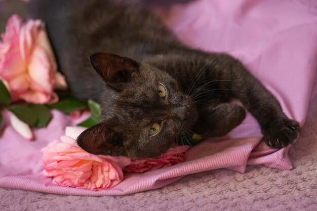 Mooie zwarte pluizige kitten en roze rozen ontspannen op zachtroze achtergrond Leuke kat en roze rozen op zachte wollen trui