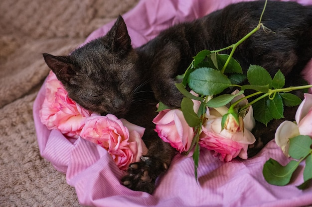 Mooie zwarte pluizige kitten en roze rozen ontspannen op zachtroze achtergrond Leuke zwarte kat en roze rozen op zachte wollen trui