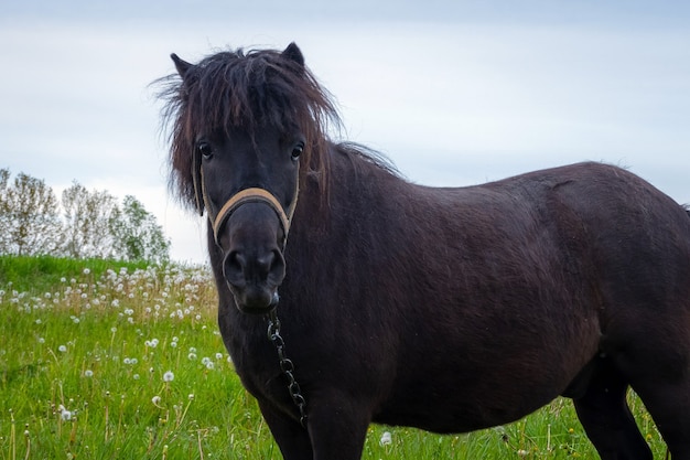 Mooie zwarte pony op het gras in de landbouwgrond.