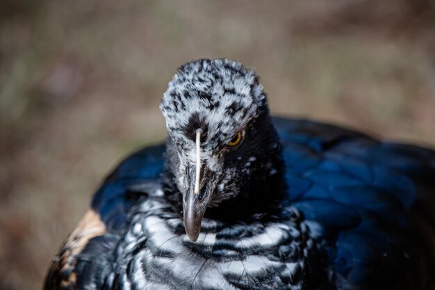 mooie zwarte vogel in het bos